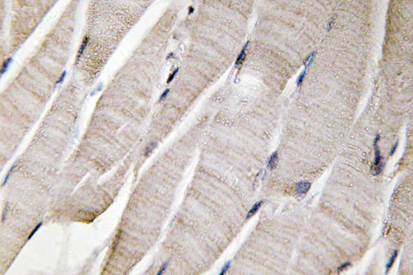 DEFA3 / Defensin Alpha 3 Antibody - IHC of Defensin 3 (S52) pAb in paraffin-embedded human skeletal muscle tissue.