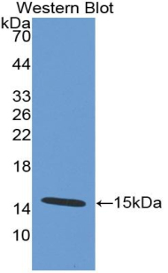 DEFA5 / Defensin 5 Antibody - Western blot of recombinant DEFA5 / Defensin 5.