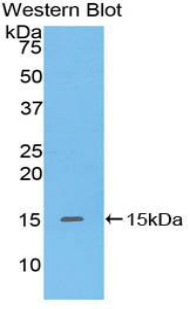 DEFA5 / Defensin 5 Antibody - Western blot of recombinant DEFA5 / Defensin 5.  This image was taken for the unconjugated form of this product. Other forms have not been tested.