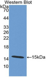 DEFA5 / Defensin 5 Antibody - Western blot of recombinant DEFA5 / Defensin 5.