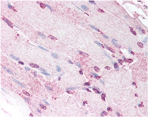 DEFA5 / Defensin 5 Antibody - Human skeletal muscle myocytes showing moderate nuclear and faint cytoplasmic staining.  This image was taken for the unconjugated form of this product. Other forms have not been tested.