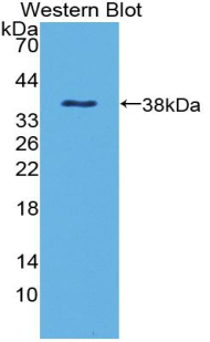 DEFB1 / BD-1 Antibody - Western blot of recombinant DEFB1 / Beta Defensin 1.