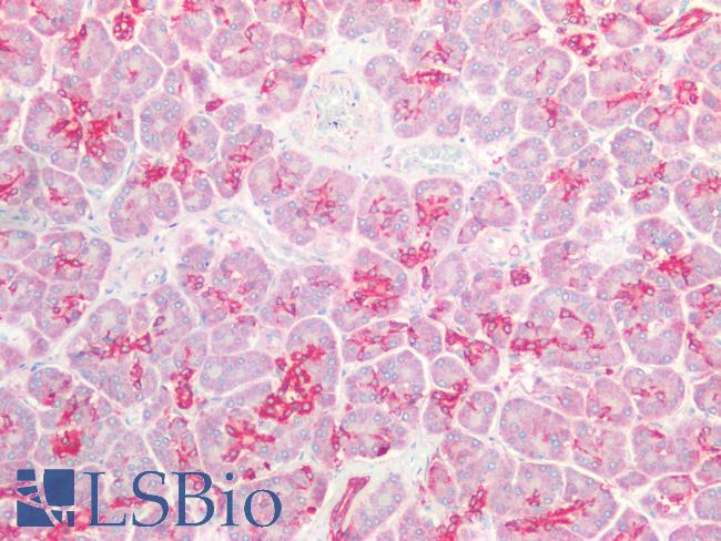 DEFB1 / BD-1 Antibody - Human Pancreas: Formalin-Fixed, Paraffin-Embedded (FFPE)