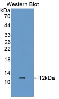 DEFB1 / BD-1 Antibody - Western Blot; Sample: Recombinant protein.