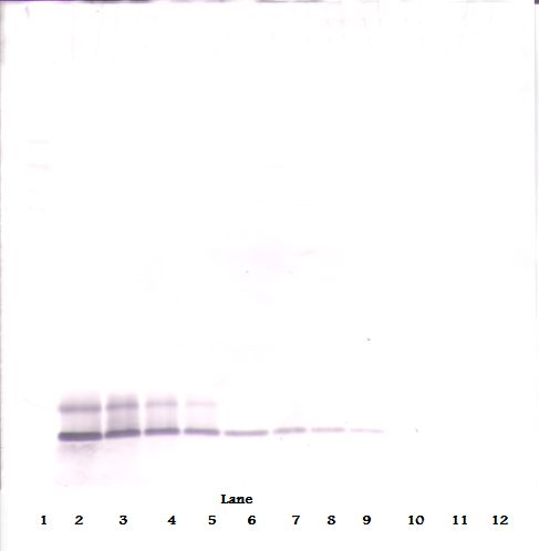 DEFB104A / BD-4 Antibody - Western Blot (reducing) of DEFB104A antibody. This image was taken for the unconjugated form of this product. Other forms have not been tested.
