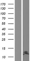 DEFB104B Protein - Western validation with an anti-DDK antibody * L: Control HEK293 lysate R: Over-expression lysate