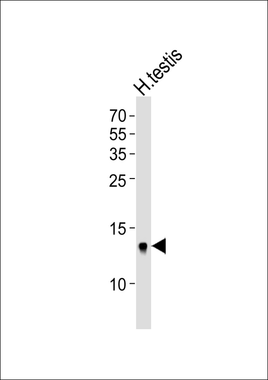 DEFB107A Antibody - Western blot analysis of lysate from human testis tissue lysate, using DEFB107A Antibody (C-term). DEFB107A Antibody (C-term) was diluted at 1:1000. A goat anti-rabbit IgG H&L (HRP) at 1:5000 dilution was used as the secondary antibody. Lysate at 35ug.