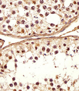 DEFB107A Antibody - Immunohistochemical analysis of paraffin-embedded H. testis section using DEFB107A Antibody (C-term). DEFB107A Antibody (C-term) was diluted at 1:25 dilution. A undiluted biotinylated goat polyvalent antibody was used as the secondary, followed by DAB staining.