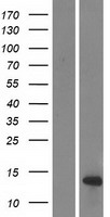 DEFB108B Protein - Western validation with an anti-DDK antibody * L: Control HEK293 lysate R: Over-expression lysate