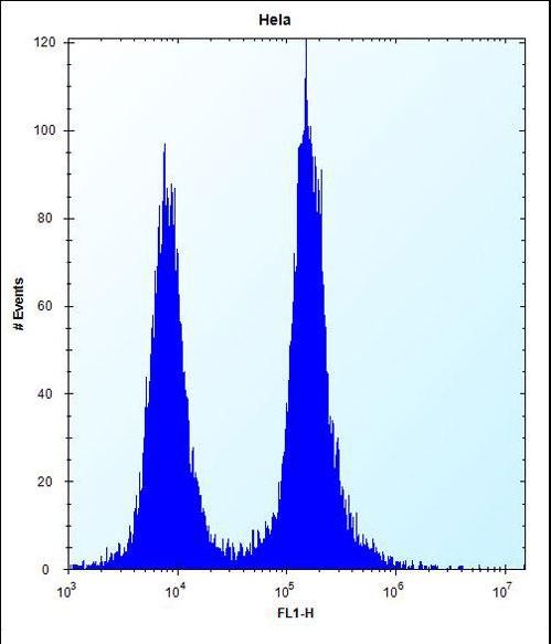 DEFB112 Antibody - DEFB112 Antibody flow cytometry of HeLa cells (right histogram) compared to a negative control cell (left histogram). FITC-conjugated donkey-anti-rabbit secondary antibodies were used for the analysis.