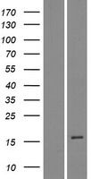 DEFB114 Protein - Western validation with an anti-DDK antibody * L: Control HEK293 lysate R: Over-expression lysate