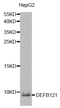 DEFB121 Antibody - Western blot analysis of extracts from HepG2 cell.