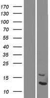DEFB124 Protein - Western validation with an anti-DDK antibody * L: Control HEK293 lysate R: Over-expression lysate
