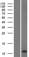 DEFB127 Protein - Western validation with an anti-DDK antibody * L: Control HEK293 lysate R: Over-expression lysate