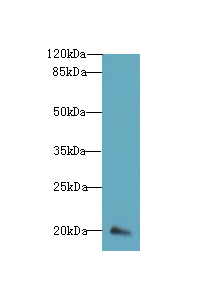 DEFB129 Antibody - Western blot. All lanes: DEFB129 antibody at 8 ug/ml+HL4- whole cell lysate Goat polyclonal to rabbit at 1:10000 dilution. Predicted band size: 20 kDa. Observed band size: 20 kDa.