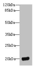 DEFB129 Antibody - Western blot All lanes: DEFB129 antibody at 8µg/ml + HL60 whole cell lysate Secondary Goat polyclonal to rabbit IgG at 1/10000 dilution Predicted band size: 21 kDa Observed band size: 21 kDa