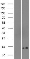 DEFB131 Protein - Western validation with an anti-DDK antibody * L: Control HEK293 lysate R: Over-expression lysate