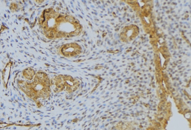 DEFB132 Antibody - 1:100 staining human uterus tissue by IHC-P. The sample was formaldehyde fixed and a heat mediated antigen retrieval step in citrate buffer was performed. The sample was then blocked and incubated with the antibody for 1.5 hours at 22°C. An HRP conjugated goat anti-rabbit antibody was used as the secondary.