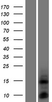 DEFB135 Protein - Western validation with an anti-DDK antibody * L: Control HEK293 lysate R: Over-expression lysate