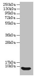 Defb14 / Defensin Beta 14 Antibody - Western blot All lanes: Beta-defensin 14 antibody at 12µg/ml + Rat liver tissue Secondary Goat polyclonal to rabbit IgG at 1/10000 dilution Predicted band size: 7 kDa Observed band size: 7 kDa