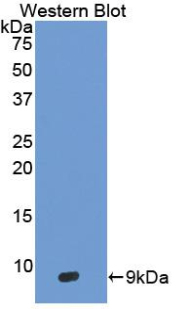 DEFB3 / Beta Defensin 3 Antibody - Western blot of recombinant DEFB103A.