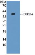DEFB4A / BD-2 Antibody - Western Blot; Sample: Recombinant DEFb2, Mouse.