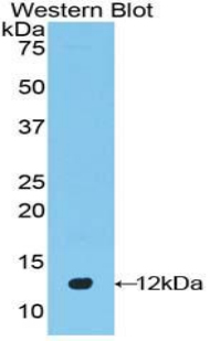 DEFB4A / BD-2 Antibody - Western blot of recombinant DEFB4A / DEFB2.  This image was taken for the unconjugated form of this product. Other forms have not been tested.