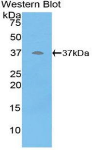 DEFB4A / BD-2 Antibody - Western blot of recombinant DEFB4A / DEFB2.  This image was taken for the unconjugated form of this product. Other forms have not been tested.