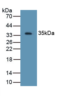 DEFB4A / BD-2 Antibody - Western Blot; Sample: Recombinant protein.