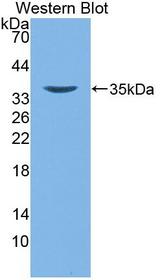 DEFB4A / BD-2 Antibody - Western blot of DEFB4A / BD-2 antibody.