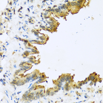 DEFB4A / BD-2 Antibody - Immunohistochemistry of paraffin-embedded mouse lung using DEFB4A antibody at dilution of 1:100 (40x lens).