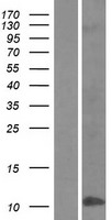 DEFB4A / BD-2 Protein - Western validation with an anti-DDK antibody * L: Control HEK293 lysate R: Over-expression lysate