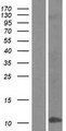 DEFB4A / BD-2 Protein - Western validation with an anti-DDK antibody * L: Control HEK293 lysate R: Over-expression lysate