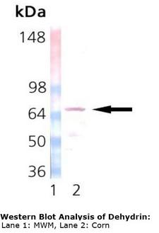 Dehydrin Antibody