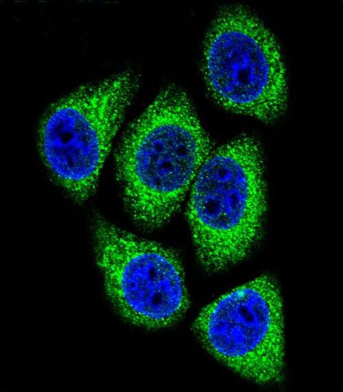 DEK Antibody - Confocal immunofluorescence of DEK Antibody with HeLa cell followed by Alexa Fluor 488-conjugated goat anti-rabbit lgG (green). DAPI was used to stain the cell nuclear (blue).