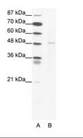 DEK Antibody - A: Marker, B: Jurkat Cell Lysate.  This image was taken for the unconjugated form of this product. Other forms have not been tested.