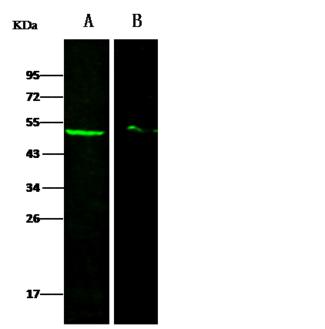 DEK Antibody - Anti-DEK rabbit polyclonal antibody at 1:500 dilution. Lane A: HeLa Whole Cell Lysate. Lane B: K562 Whole Cell Lysate. Lysates/proteins at 30 ug per lane. Secondary: Goat Anti-Rabbit IgG H&L (Dylight 800) at 1/10000 dilution. Developed using the Odyssey technique. Performed under reducing conditions. Predicted band size: 43 kDa. Observed band size: 50 kDa.