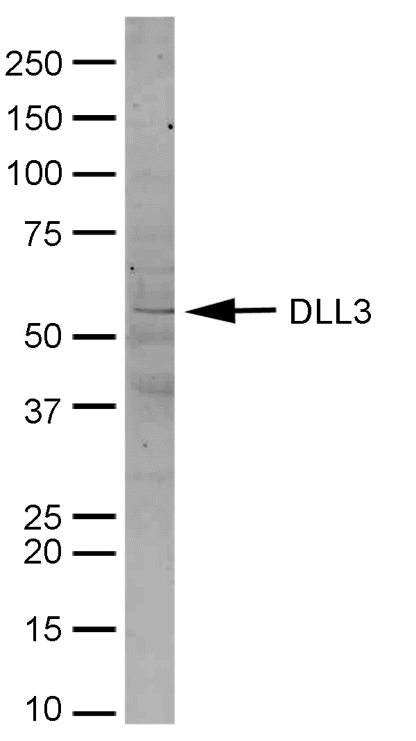 Delta3 / DLL3 Antibody - Mouse brain lysate probed with Rabbit anti-Mouse Delta-Like Protein 3 followed by Sheep anti-Rabbit IgG:HRP