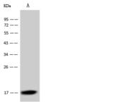 Dengue Virus Capsid Antibody - Anti-Dengue virus DENV-2 (Strain New Guinea C) Capsid protein / DENV-C mouse monoclonal antibody at 1:1000 dilution. Sample: Dengue virus DENV-2 (Strain New Guinea C) Capsid protein / DENV-C Recombinant Protein. Lane A: 10ng. Secondary: Goat Anti-Mouse IgG (H+L)/HRP at 1/10000 dilution. Developed using the ECL technique. Performed under reducing conditions.