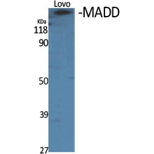 DENN / MADD Antibody - Western blot of MADD antibody