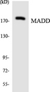 DENN / MADD Antibody - Western blot analysis of the lysates from HepG2 cells using MADD antibody.