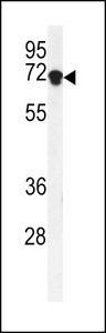 DENND1A Antibody - Western blot of DEN1A Antibody in K562 cell line lysates (35 ug/lane). DEN1A (arrow) was detected using the purified antibody.
