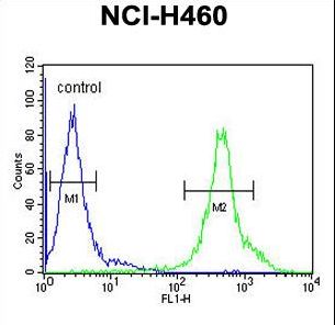 DENND1B Antibody - DENND1B Antibody flow cytometry of NCI-H460 cells (right histogram) compared to a negative control cell (left histogram). FITC-conjugated goat-anti-rabbit secondary antibodies were used for the analysis.