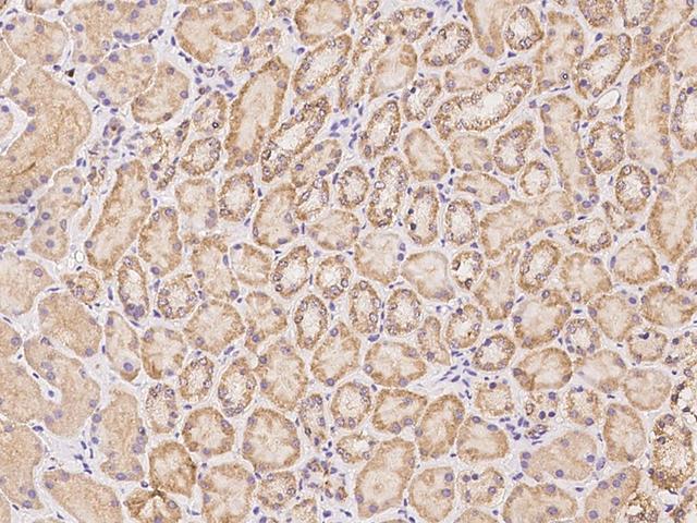 DENND1B Antibody - Immunochemical staining of human DENND1B in human kidney with rabbit polyclonal antibody at 1:300 dilution, formalin-fixed paraffin embedded sections.