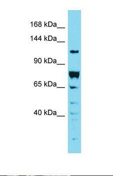 DENND2A / KIAA1277 Antibody - Western blot of 293T. DENND2A antibody dilution 1.0 ug/ml.  This image was taken for the unconjugated form of this product. Other forms have not been tested.