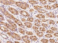 DENND2D Antibody - Immunochemical staining of human DENND2D in human stomach with rabbit polyclonal antibody at 1:200 dilution, formalin-fixed paraffin embedded sections.
