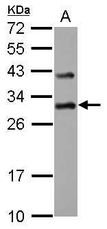 DENR / Density Regulated Antibody - Sample (30 ug of whole cell lysate) A: MCF-7 12% SDS PAGE DENR / DRP1 antibody diluted at 1:2000