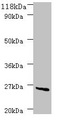 deoD Antibody - Western blot All Lanes:Purine nucleoside phosphorylase DeoD-type antibody at 2ug/ml+DH5a whole cell lysate Secondary Goat polyclonal to Rabbit IgG at 1/10000 dilution Predicted band size: 26kDa Observed band size: 26kDa