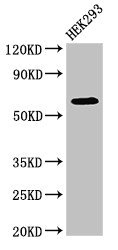 DEPDC1B Antibody - Positive Western Blot detected in HEK293 whole cell lysate. All lanes: DEPDC1B antibody at 4 µg/ml Secondary Goat polyclonal to rabbit IgG at 1/50000 dilution. Predicted band size: 62, 55 KDa. Observed band size: 62 KDa