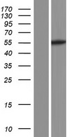 DEPDC1B Protein - Western validation with an anti-DDK antibody * L: Control HEK293 lysate R: Over-expression lysate